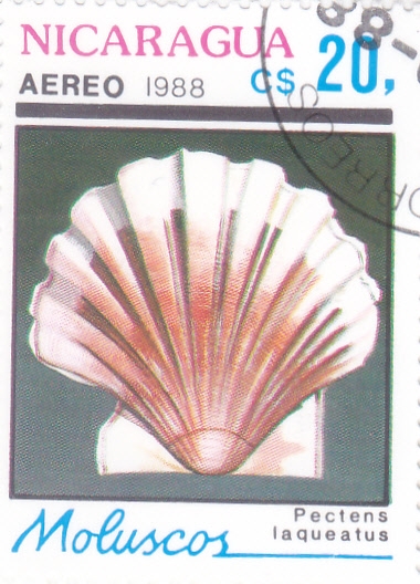 moluscos