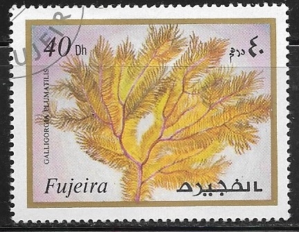 Galligorgia plumatilis