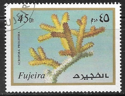 Acropora prolifera