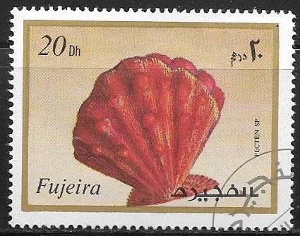 Pecten sp.