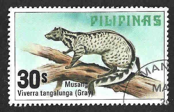 1403 - Civeta Malaya