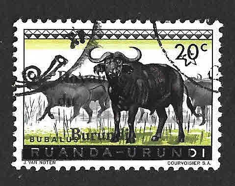 10 - Búfalo Cafre