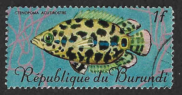187 - Pez Leopardo