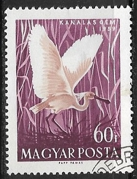 Aves - Platalea leucorodia