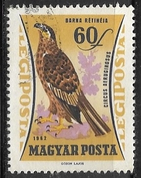 Aves - Circus aeruginosus