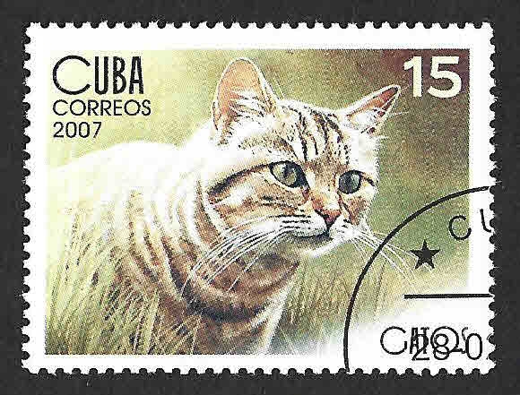 4675 - Gato