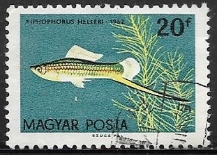 Peces - Xiphophorus helleri