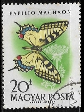Mariposas - Papilio machaon