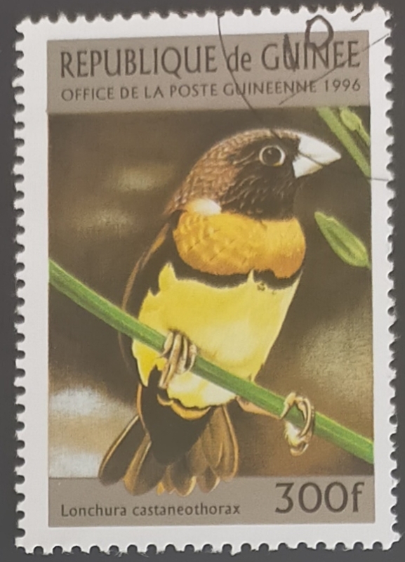 Chestnut-breasted Mannikin (Lonchura castaneothorax
