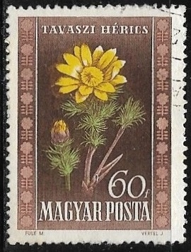 Flores - Adonis vernalis