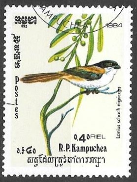 aves