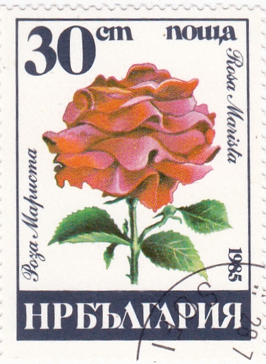 FLORES- rosa