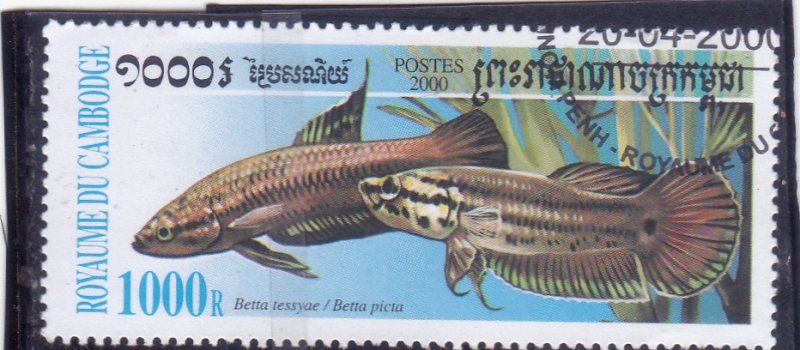 peces