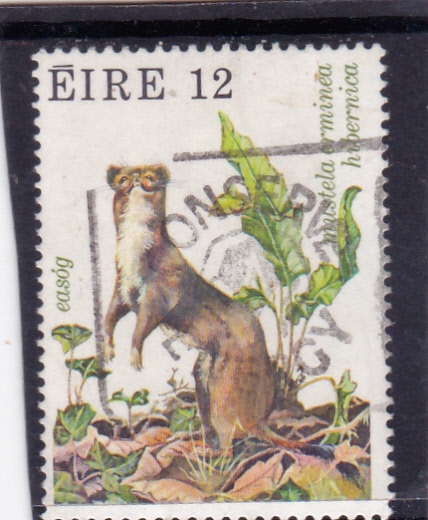 mustelido