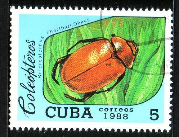 Coleóptero