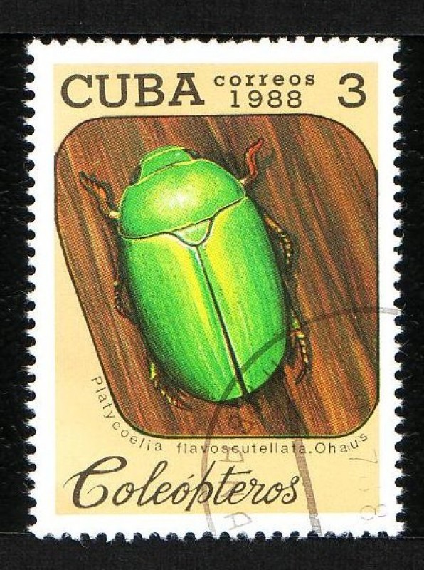Coleóptero
