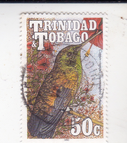 AVE-Colibrí de rabadilla cobriza (Amazilia tobaci)