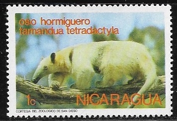Oso Hormiguero