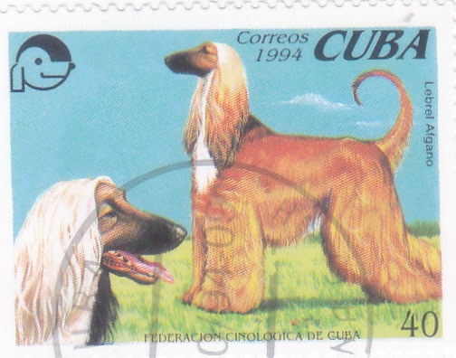 perro de raza- lebrel afgano