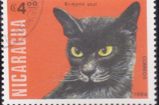 GATO BIRMANO AZUL
