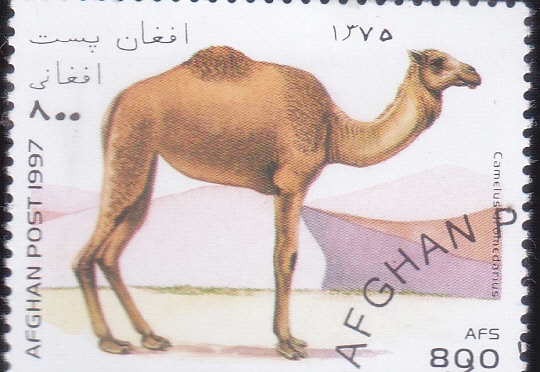 DROMEDARIO
