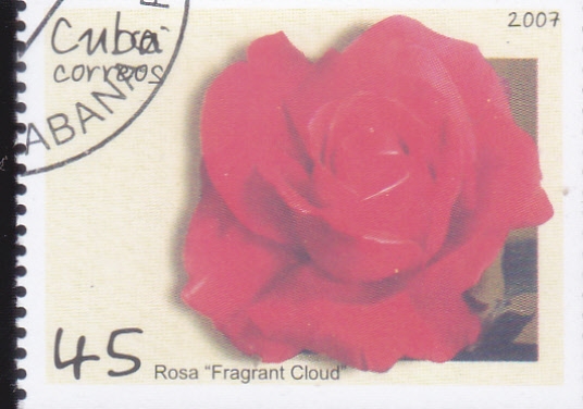 flor-rosa