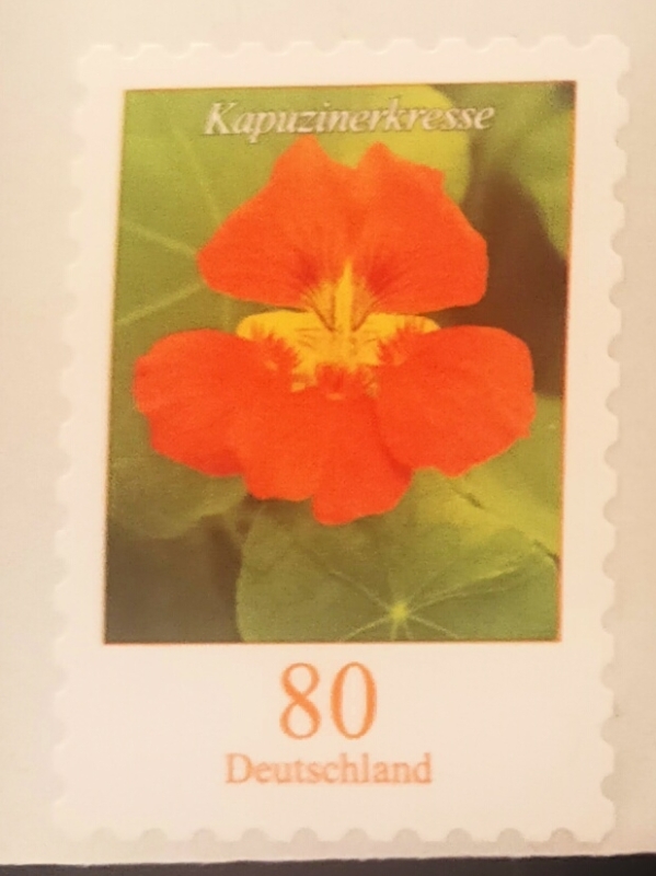 Tropaeolum majus