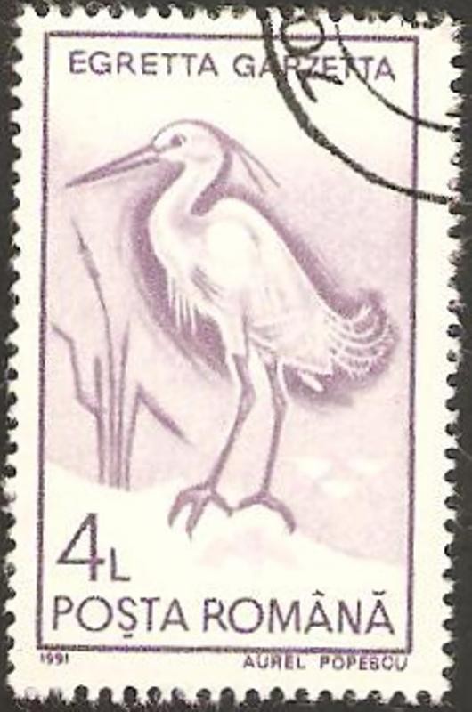 fauna, egretta garzetta