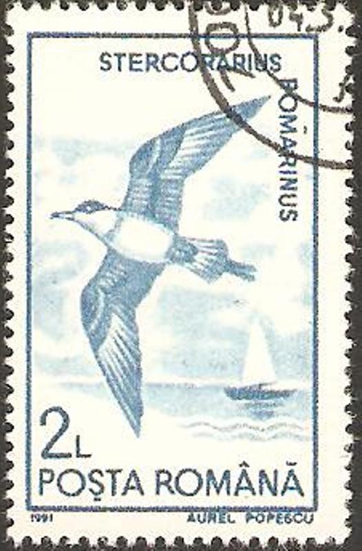 fauna, stercorarius romarinus