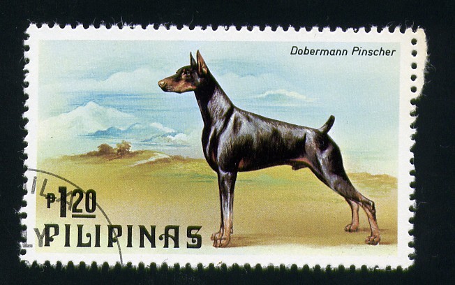 Dobermann