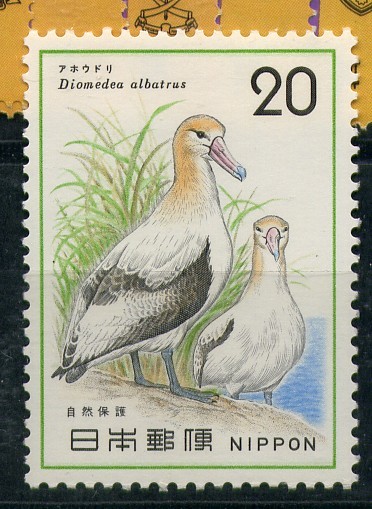 Albatros