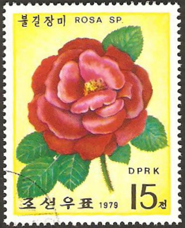 flor una rosa