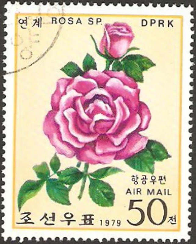 flor una rosa