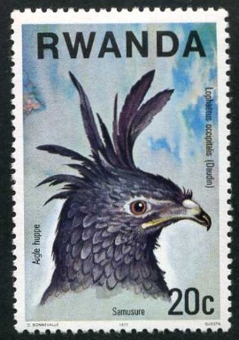 Aguila