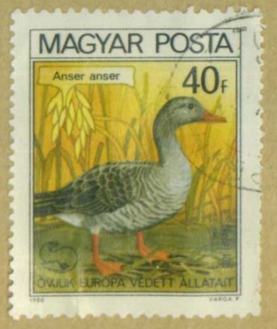 Pato