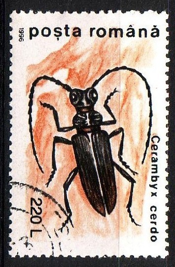 Escarabajo