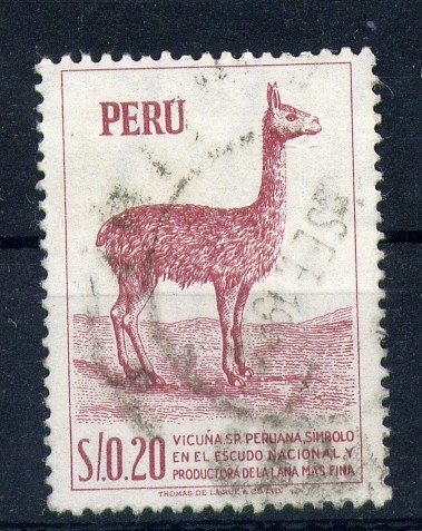 Vicuña