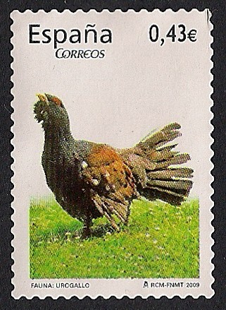 Flora y fauna - Urogallo