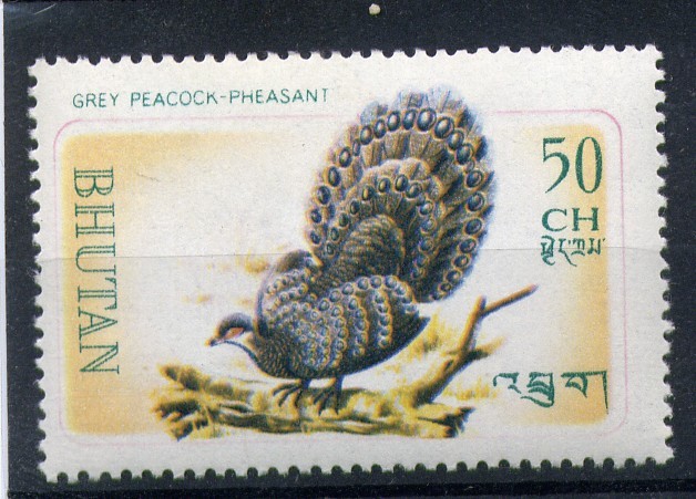 serie- Pajaros