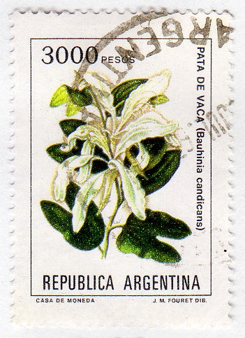 Flores argentinas (1982-1989)