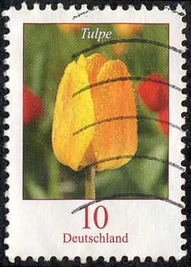 Tulipan