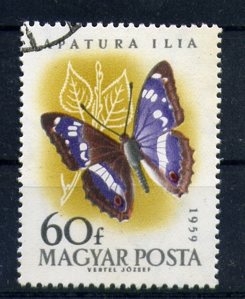 Apatura ilia