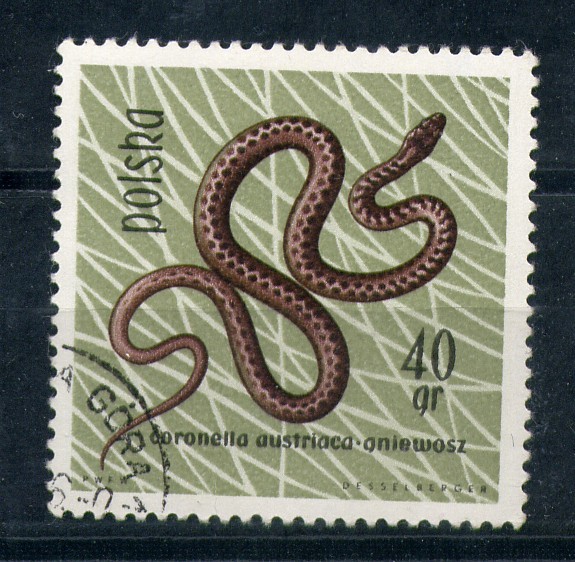 Coronella austriaca