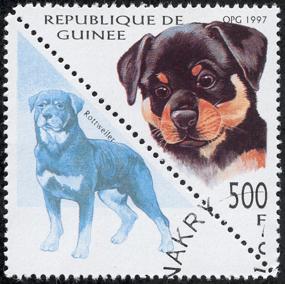 Perros