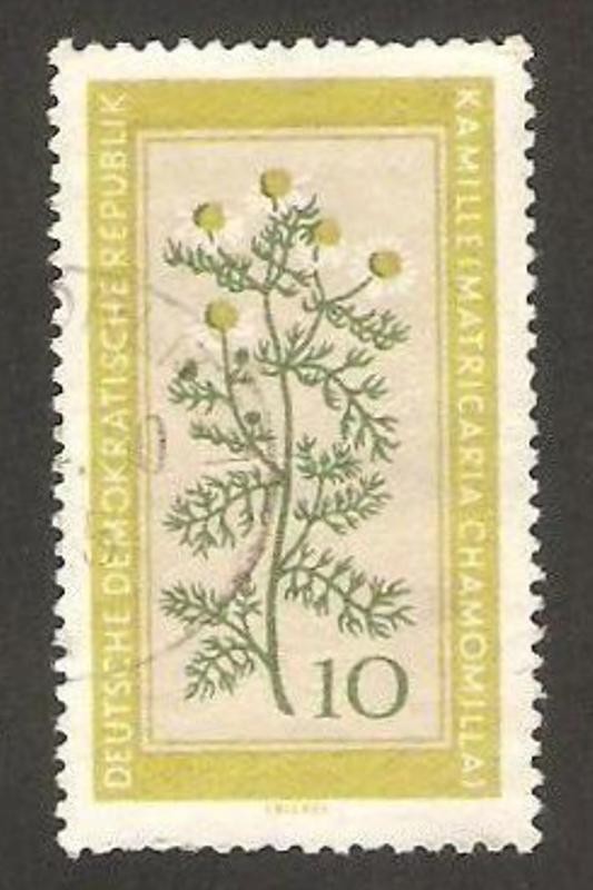 472 - Flor medicinal, camomila