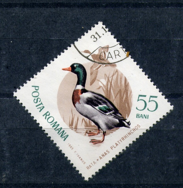 serie- Aves