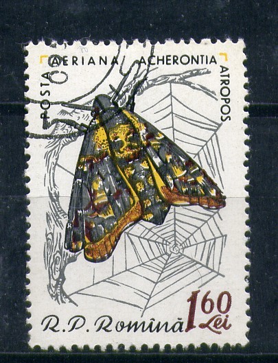 Acherontia atropos