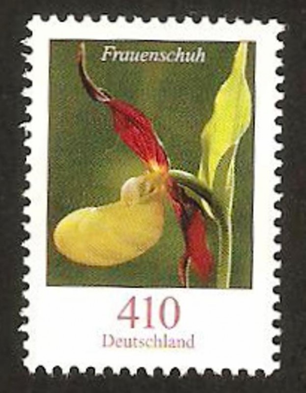 flor frauenschuh