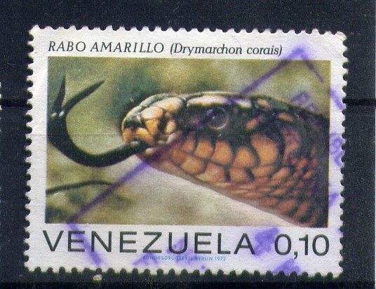 Serpiente rabo amarillo