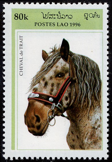 Caballos